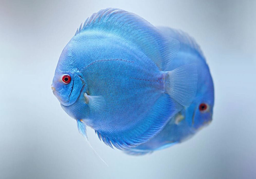 discusfish1