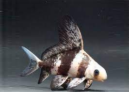 ASIATIC The Chinese high-fin banded shark