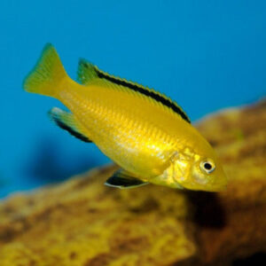 Electric Yellow lab Banana Cichlid