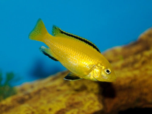 Electric Yellow lab Banana Cichlid