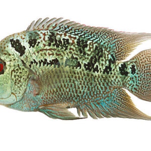 Flowerhorn fish Female