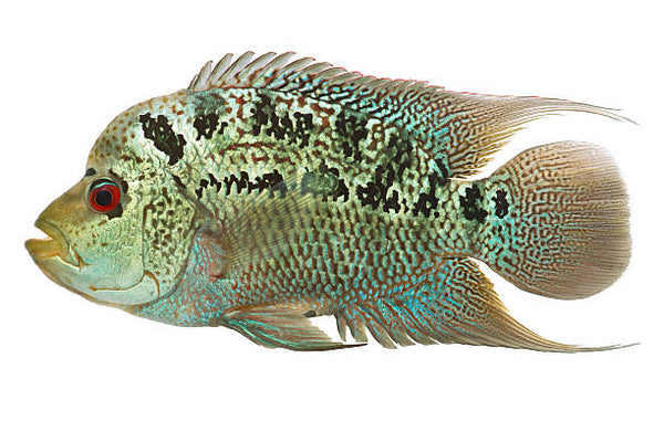 Flowerhorn fish Female