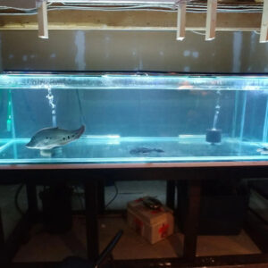 Used Aquarium Glass Tank