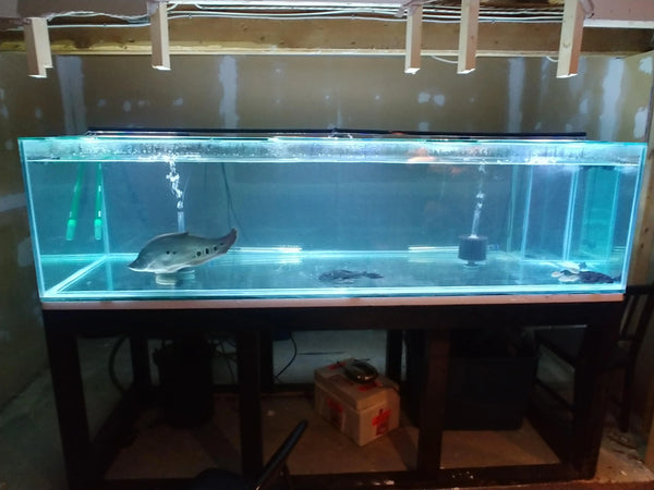 Used Aquarium Glass Tank