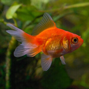 Fantail Goldfish Red