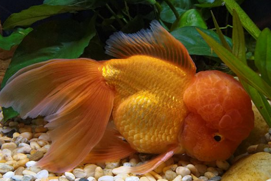 Oranda Gold Fish