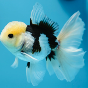 Panda Gold Fish
