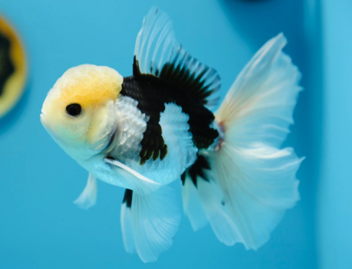 Panda Gold Fish