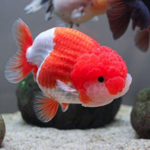 Ranchu AAA Grade Gold Fish