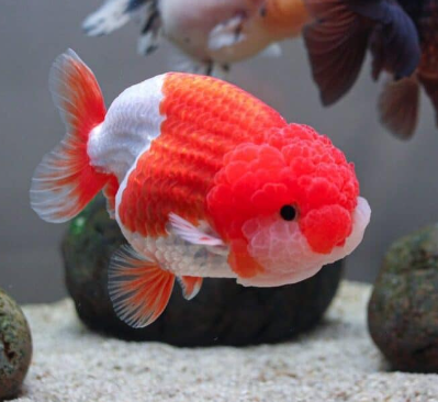 Ranchu AAA Grade Gold Fish