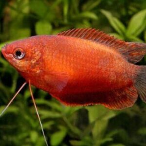 Red Honey Gourami fish