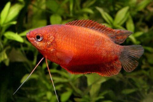 Red Honey Gourami fish