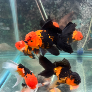 Tri Color Gold Fish