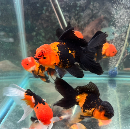Tri Color Gold Fish