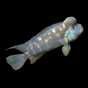 African Blockhead Cichlid Steatocranus Casuarius | 5cm