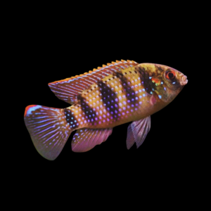 African Butterfly Thomas’s Cichlid Anomalochromis Thomasi – 5cm