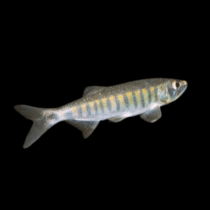 African Trout Minnow Raimas Senegalensis | 10cm