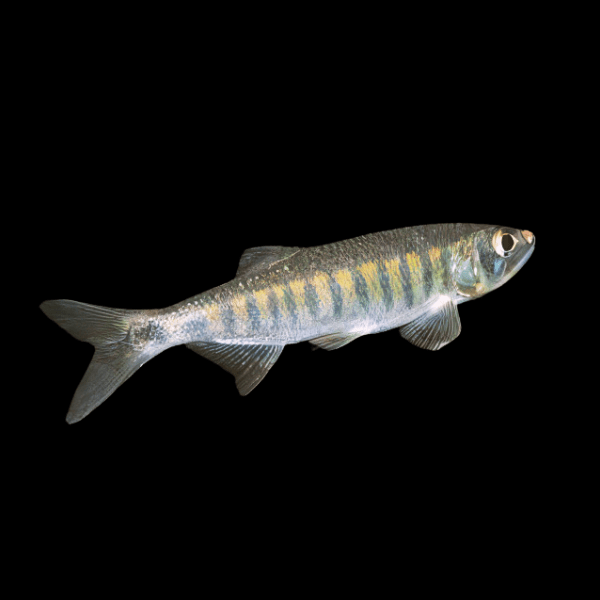 African Trout Minnow Raimas Senegalensis | 10cm