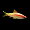 Albino Golden Red Line Torpedo Denison Barb Puntius Denisonii | 5cm
