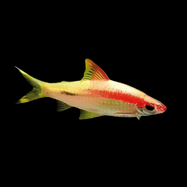 Albino Golden Red Line Torpedo Denison Barb Puntius Denisonii | 5cm