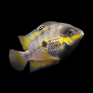 Amatitlania Myrnae Topaz Cichlid | 5cm