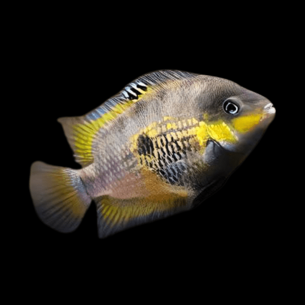 Amatitlania Myrnae Topaz Cichlid | 5cm