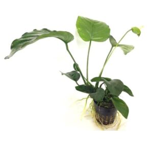 Anubias Barteri Live plants for aquarium tanks
