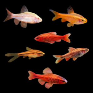 A1 Barb 50 x Assorted Barb Cherry Puntius Titteya | 3cm