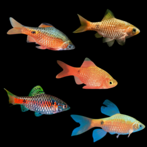 A1 Barb 50 x Assorted Barb Rosy Pethia Conchonius | 4cm