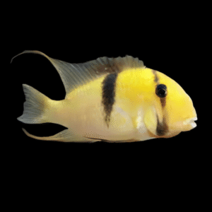 Bandit Cichlid Guianacara Dacrya | 5cm