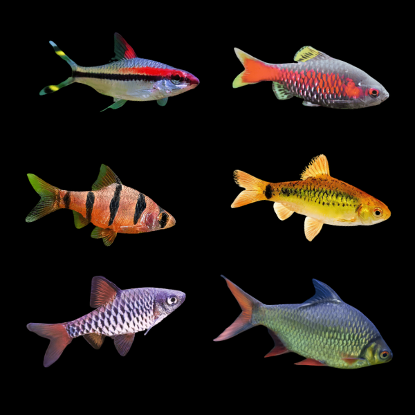 Assorted Barbs fish | 4cm