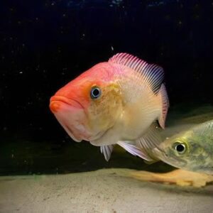 Bay Snook Cichlid Petenia Splendida | 5cm