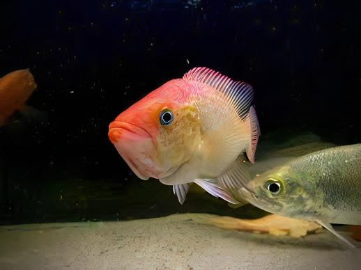 Bay Snook Cichlid Petenia Splendida | 5cm