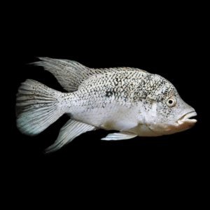 Black Nasty Cichlid Nandopsis Haitiensis | 5cm