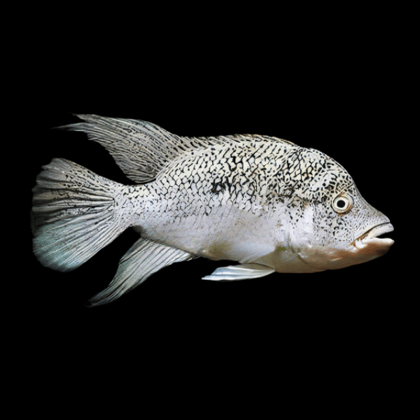 Black Nasty Cichlid Nandopsis Haitiensis | 5cm