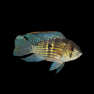 Blue Acara Cichlid Andinoacara Pulcher | 5cm