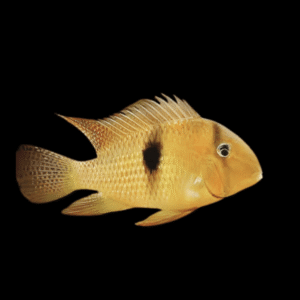 Blue Guianacara Cichlid Guianacara Owroewefi | 5cm