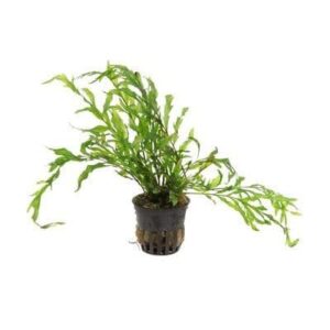 Bolbitis heudelotii live plant for aquarium tank