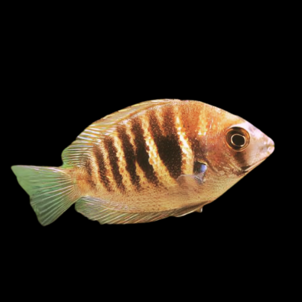 Canara Pearl Spot Cichlid Etroplus Canarensis | 5cm