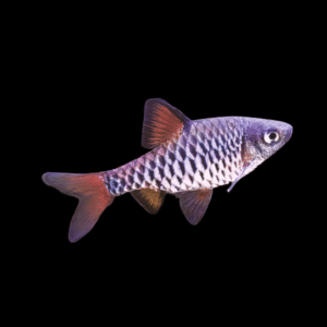 Checkered Barb Oliotius Oligolepis | 4cm