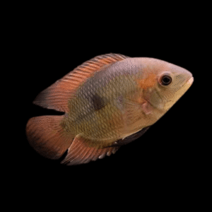 Chocolate Cichlid Hypselecara Temporalis | 5cm
