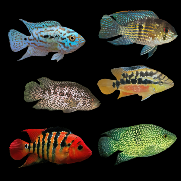A1 American Cichlids 10 x Assorted Cichlasoma | 5 - 15cm