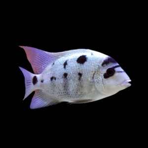 Cichlasoma Argentea Vieja Silver White Cichlid | 5cm