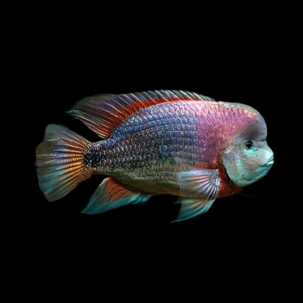 Cichlasoma Breidohri Vieja Angostura Cichlid | 5cm