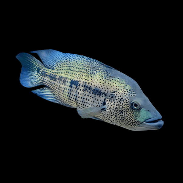 Cichlasoma Dovii Wolf Cichlid | 5cm