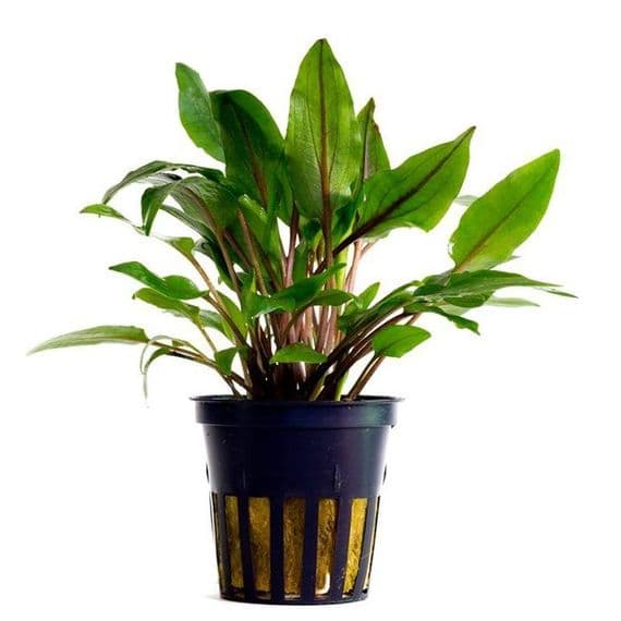 Cryptocoryne Wendtii Green | Live Aquarium Plant