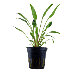 Cryptocoryne Willisii | Live Aquarium Plant