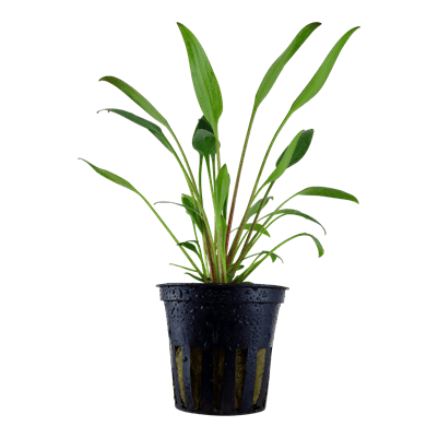 Cryptocoryne Willisii | Live Aquarium Plant