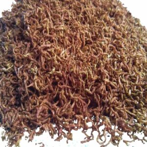 Dried blood worms for sale