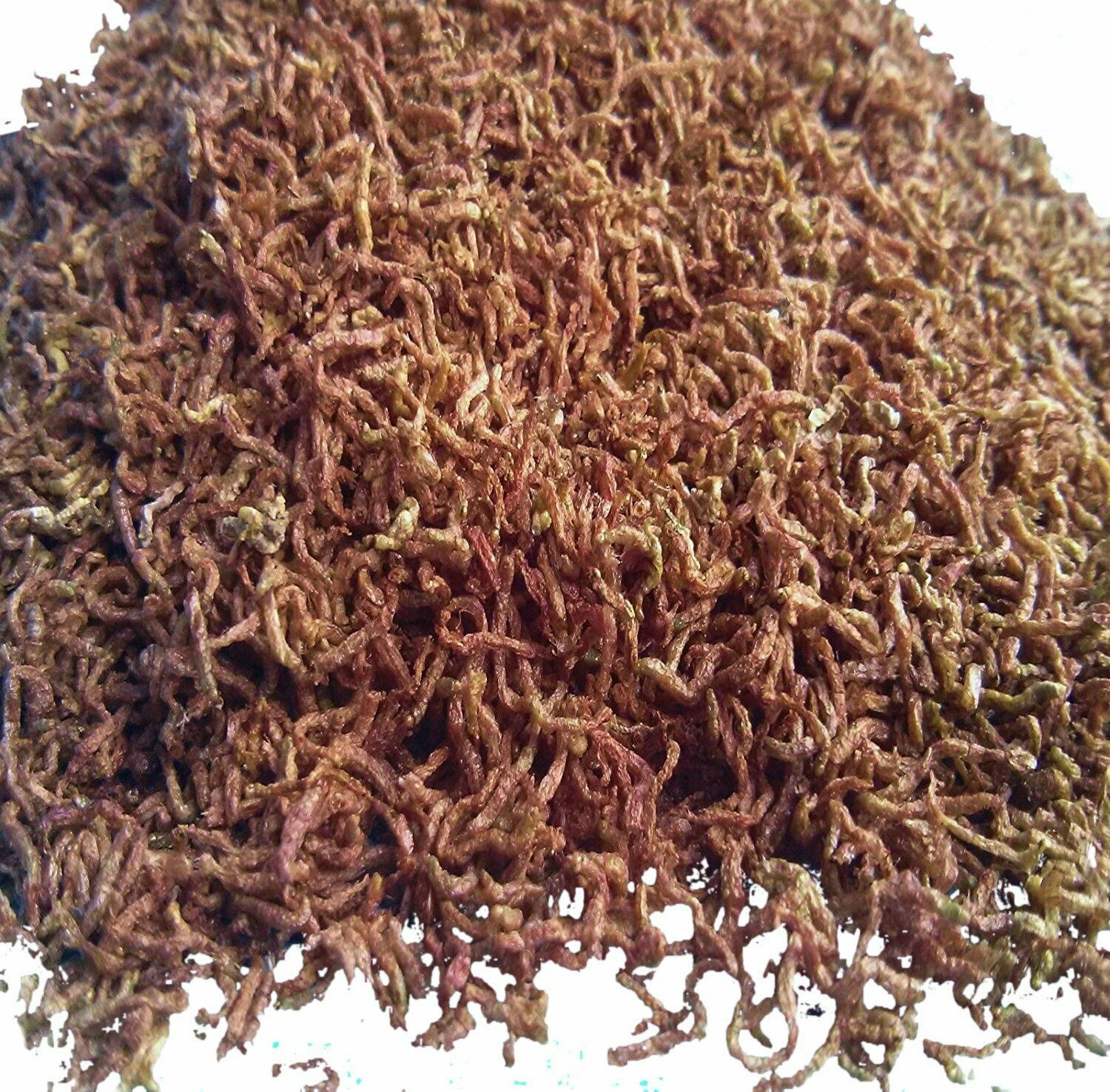 Dried blood worms for sale